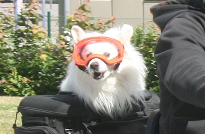 Var rädd om hunden i värmen!